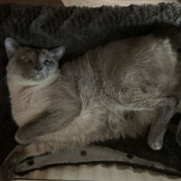 Siyam Kedisi, Kedi  Dobby fotoğrafı