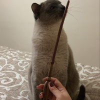 Siyam Kedisi, Kedi  Dobby fotoğrafı