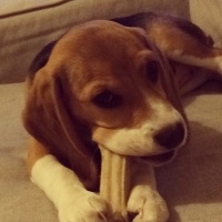 Beagle, Köpek  Şile fotoğrafı