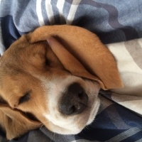 Beagle, Köpek  Şile fotoğrafı