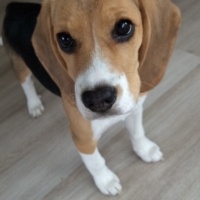 Beagle, Köpek  Şile fotoğrafı
