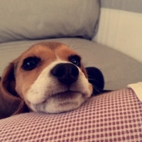 Beagle, Köpek  Şile fotoğrafı