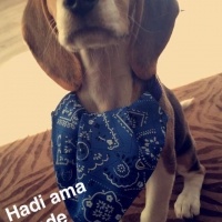 Beagle, Köpek  Şile fotoğrafı