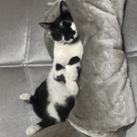 Tuxedo (Smokin) Kedi, Kedi  Miyu fotoğrafı