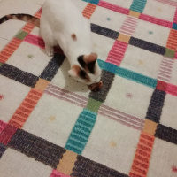Tekir Kedi, Kedi  Balım kuzusu fotoğrafı
