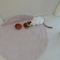 Tekir Kedi, Kedi  Balım kuzusu fotoğrafı