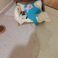 Tekir Kedi, Kedi  Balım kuzusu fotoğrafı