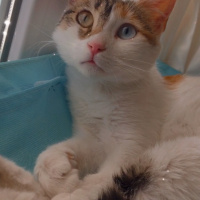 Tekir Kedi, Kedi  Ses fotoğrafı