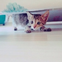 Tekir Kedi, Kedi  PITTO fotoğrafı