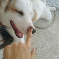 Labrador Retriever, Köpek  Mia fotoğrafı