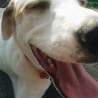 Labrador Retriever, Köpek  Mia fotoğrafı