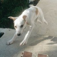 Labrador Retriever, Köpek  Mia fotoğrafı
