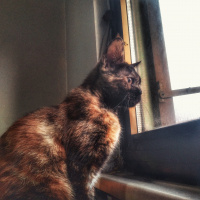 Van Kedisi, Kedi  Lilith fotoğrafı