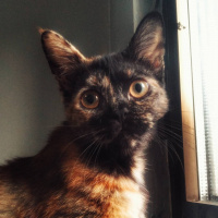 Van Kedisi, Kedi  Lilith fotoğrafı