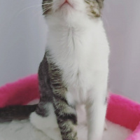 Tekir Kedi, Kedi  Ria fotoğrafı