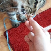 Norwegian Forest, Kedi  Leblebi fotoğrafı