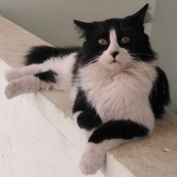 Tuxedo (Smokin) Kedi, Kedi  Tofita fotoğrafı