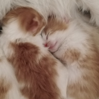 Sarman, Kedi  Bebiş fotoğrafı