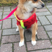 Pomeranyalı, Köpek  Tarçın fotoğrafı