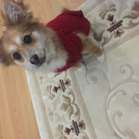Pomeranyalı, Köpek  Tarçın fotoğrafı