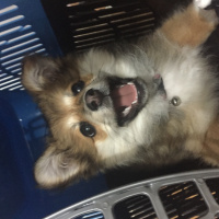 Pomeranyalı, Köpek  Tarçın fotoğrafı