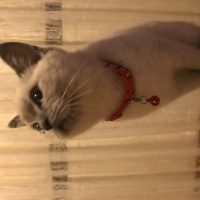 British Shorthair, Kedi  Küllü fotoğrafı