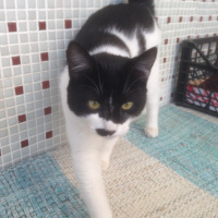 Tuxedo (Smokin) Kedi, Kedi  Adolfa-Lyly fotoğrafı