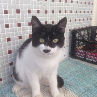 Tuxedo (Smokin) Kedi, Kedi  Adolfa-Lyly fotoğrafı