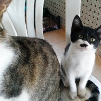 Tuxedo (Smokin) Kedi, Kedi  Adolfa-Lyly fotoğrafı
