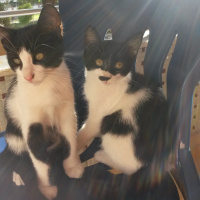 Tuxedo (Smokin) Kedi, Kedi  Adolfa-Lyly fotoğrafı