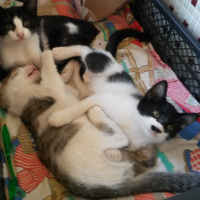 Tuxedo (Smokin) Kedi, Kedi  Adolfa-Lyly fotoğrafı