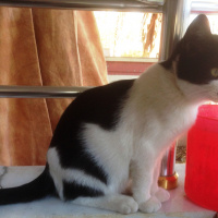 Tuxedo (Smokin) Kedi, Kedi  Adolfa-Lyly fotoğrafı
