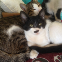 Tuxedo (Smokin) Kedi, Kedi  Adolfa-Lyly fotoğrafı