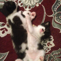 Tuxedo (Smokin) Kedi, Kedi  Adolfa-Lyly fotoğrafı