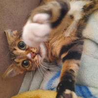 Soke, Kedi  Lina fotoğrafı