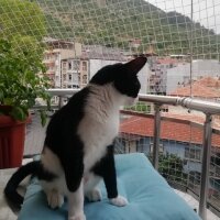 Tuxedo (Smokin) Kedi, Kedi  Sylvester fotoğrafı