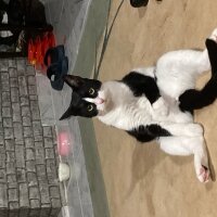 Tuxedo (Smokin) Kedi, Kedi  Sylvester fotoğrafı