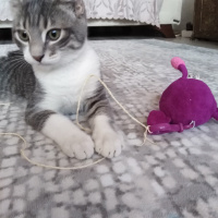 Scottish Fold, Kedi  Gümüş fotoğrafı