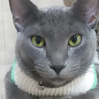 British Shorthair, Kedi  Duman fotoğrafı
