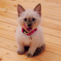 Siyam Kedisi, Kedi  Pepel fotoğrafı