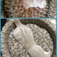 Scottish Fold, Kedi  Lokum fotoğrafı