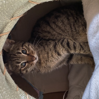 Tekir Kedi, Kedi  Erva fotoğrafı