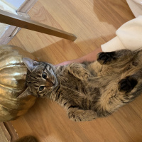 Tekir Kedi, Kedi  Erva fotoğrafı