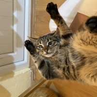 Tekir Kedi, Kedi  Erva fotoğrafı