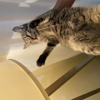 Tekir Kedi, Kedi  Erva fotoğrafı