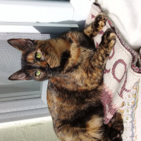 Tekir Kedi, Kedi  Ceylan fotoğrafı