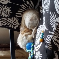 Poodle (Minyatür Kaniş), Köpek  Ozi fotoğrafı