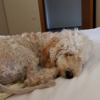 Poodle (Minyatür Kaniş), Köpek  Ozi fotoğrafı