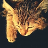 Tekir Kedi, Kedi  Leo fotoğrafı