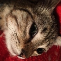 Tekir Kedi, Kedi  Leo fotoğrafı